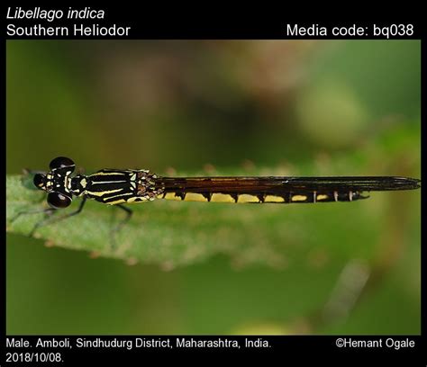 Libellago indica Fraser, 1928 - Southern Heliodor | Odonata