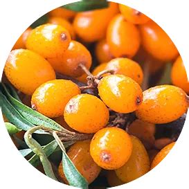 Foaming Facewash – IORA India