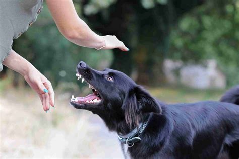 Top Factors That Affect the Value of Your Minnesota Dog Bite Claim