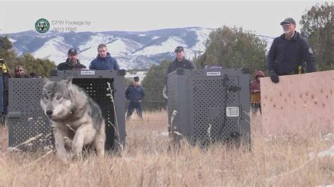 Image result for How Reintroducing Wolves Changed Yellowstone