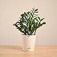 Ugaoo ZZ Plant, Zamia Air Purifer Plant With Self Watering Pot ...