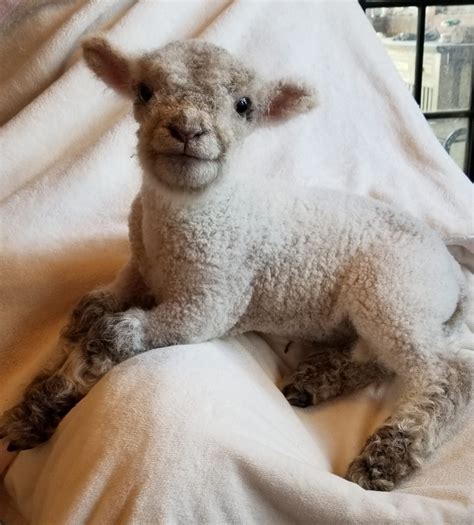 Miniature Babydoll Southdown Sheep For Sale - Tanglewood Farm Miniatures