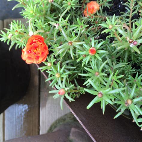 Moss Haus Flowers at Joseph Cornwall blog