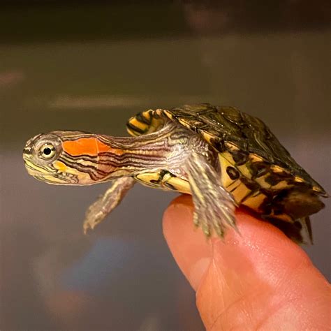 Red Eared Sliders for sale | The Turtle Source