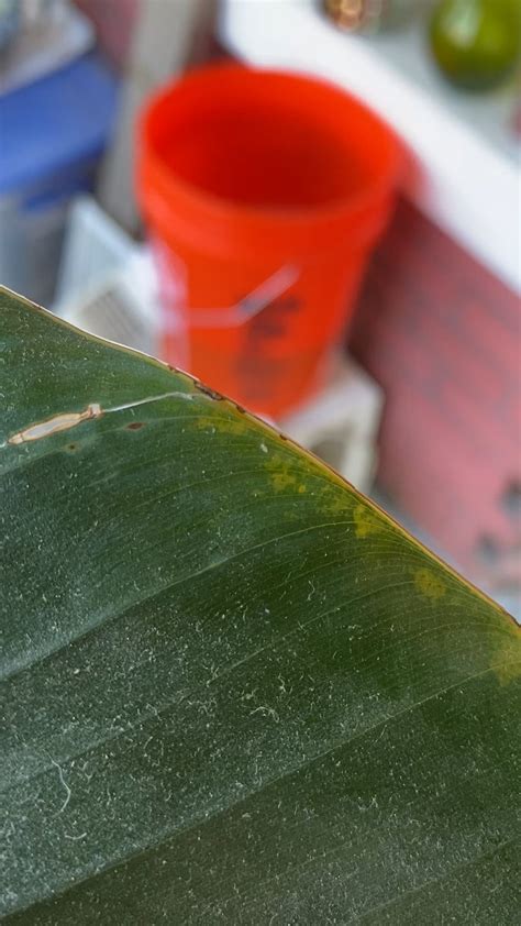 Image result for Springtail vs Termite