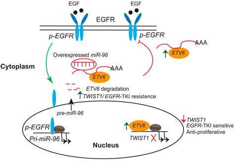 ZBTB46, SPDEF, and ETV6: Novel Potential Biomarkers and Therapeutic ...