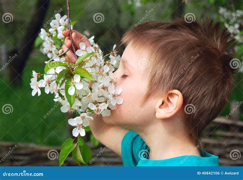 Boy Smells Cherry or Apple Tree in Blossom Stock Photo - Image of petal, cute: 40842106