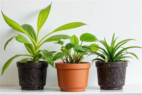 How to Properly Water Air Plants 的图像结果