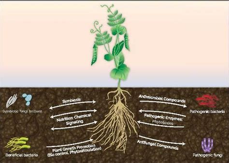 Explain the role of microbes as given in picture - Brainly.in