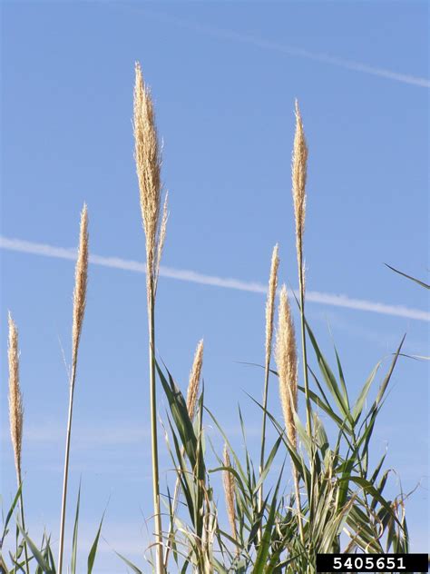 giant reed (Arundo donax L.)