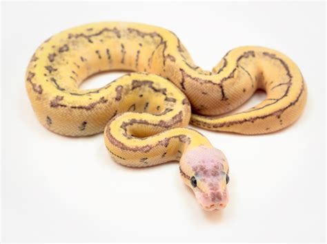 Image result for Fire Pastel Ball Python