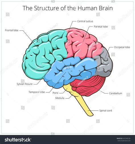 Brain Structure 的图像结果