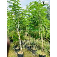 Buy Yellow Gulmohar Timber Tree Online | Peltophorum Pterocarpum | Bag ...
