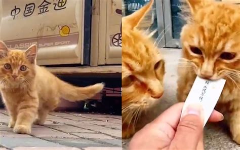 男子投喂流浪猫1年，上班前被猫回赠小礼物，打开门一看愣住了