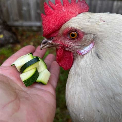 Can Chickens Eat Pears? - Mranimal Farm