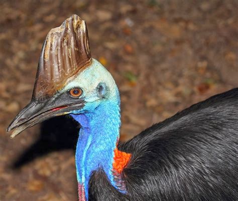 What Animals Are Endangered In The Daintree Rainforest at Shirley Hickey blog
