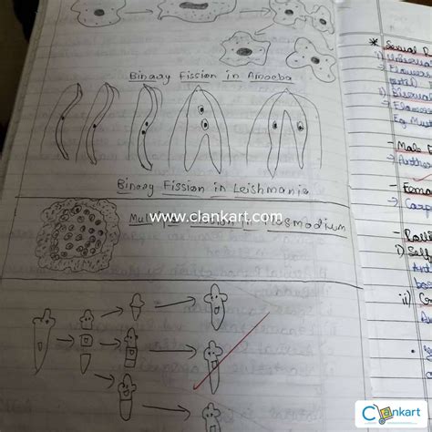 Image result for 10th Science 1 All Chapter Short Note