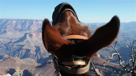 Trip Review: Riding Mules Along the Grand Canyon | HORSE NATION