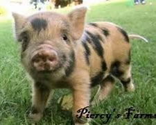 Image result for Miniature Teacup Pigs