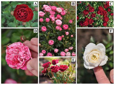 Protocol for Pre-Selection of Dwarf Garden Rose Varieties
