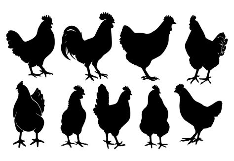 Black silhouettes of chickens and roosters, farm birds black outline illustration. 54329061 ...