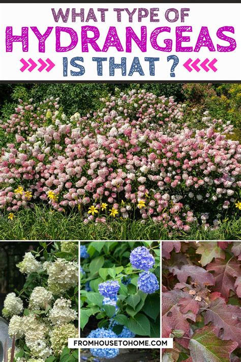 Types Of Hydrangeas (and How To Identify Them) | Types of hydrangeas ...