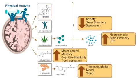 Examining the Interaction between Exercise, Gut Microbiota, and ...
