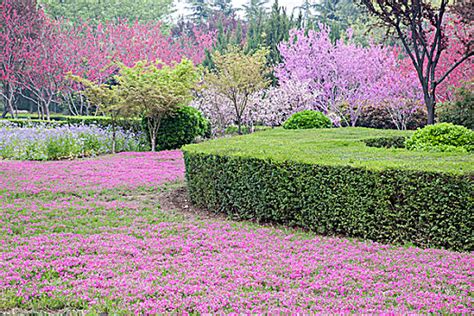 莲乡：在诗意中迎一场春暖花开 ᵕ̈_美得_郭玲_莫锦文