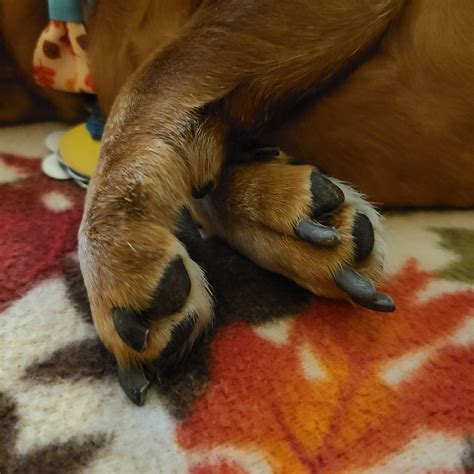 Starting my first only paws account soon : r/Dachshund