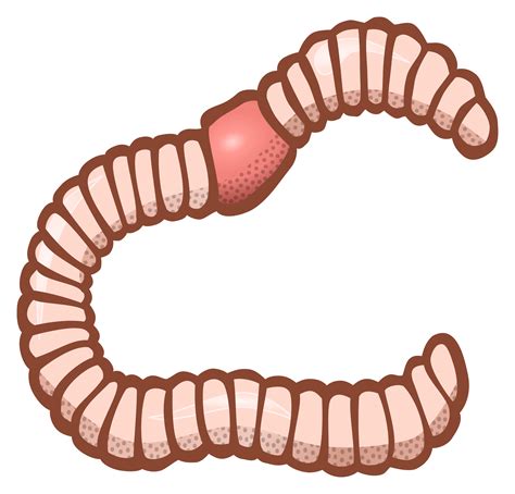 Worms PNG images free download, worm PNG