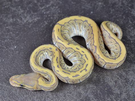 Image result for Pin Strip Ghost Ball Python