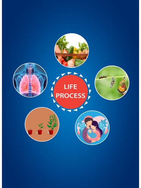 Image result for Life Process Explained