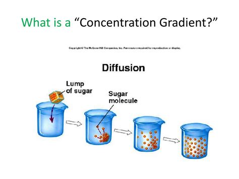 Image result for What Is Concentration Gradient