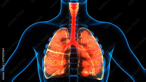 Image result for Lung Segmentation Using CNN