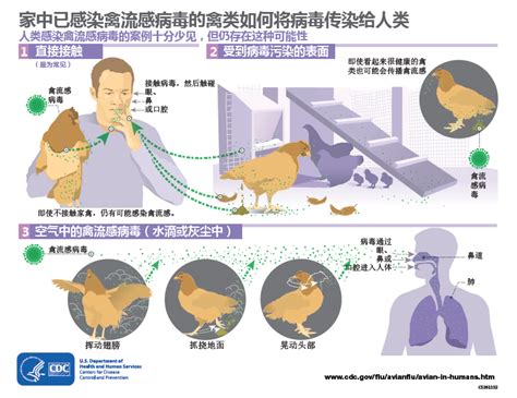 H9N2禽流感病毒对人类的威胁有多大？-蔡晧东-财新博客-新世纪的常识传播者-财新网