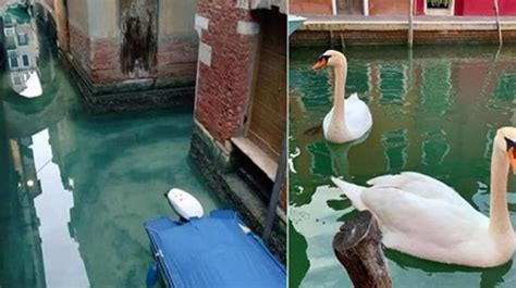 Venices Canals Are Becoming Cleaner