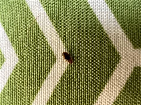 What Attracts Bed Bugs To Humans at Sabrina Swensen blog