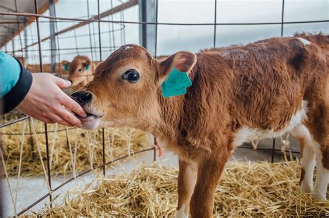 How Much Does A Calf Cost? Getting More Money As A Rancher (Oct. 2020)