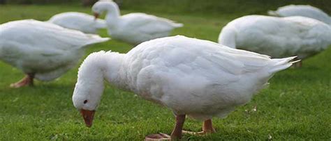 Image result for Processing Geese