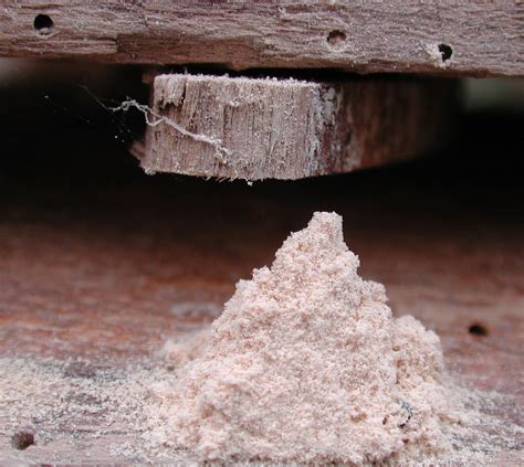 Collection 102+ Pictures Powder Post Beetle Damage Pictures Sharp