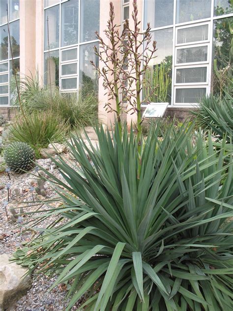 Soft Leaf Yucca: 21 Important Facts On The Attractive Succulent! | Yucca plant, Tropical garden ...