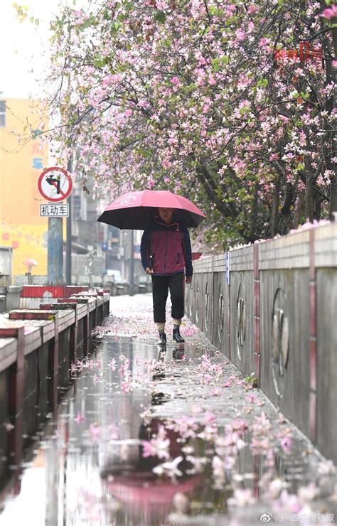 美翻！“紫荆花雨”狂飙，柳州人的紫荆花开得好靓水