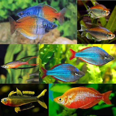 Online Aquarium Fishes | FRESHWATERAQUATICA