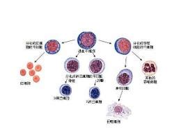 造血干细胞 - 搜狗百科