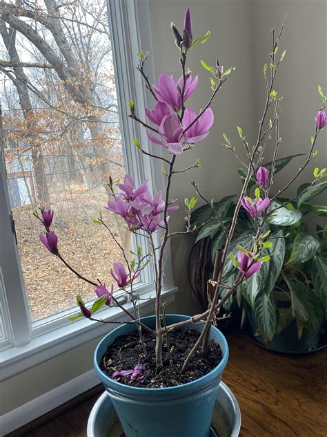 Dwarf Saucer Magnolia Tree Magnolia Tree Types, Planting & Care