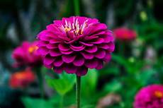 Beautiful Flower Picture by 1000 Beautiful Beautiful Flowers Photos 183 Pexels 183 Free Beautiful Flower Picture