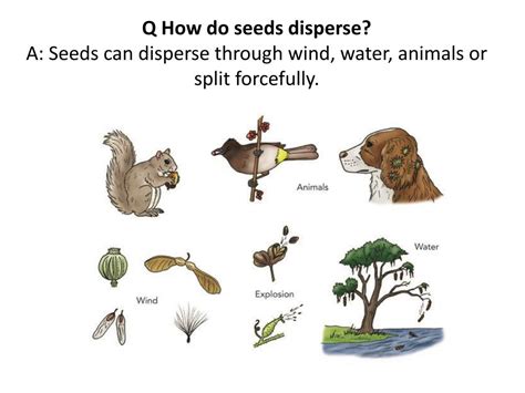 Seed Dispersal Examples 的图像结果