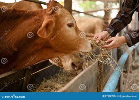 Cow Fodder 的图像结果