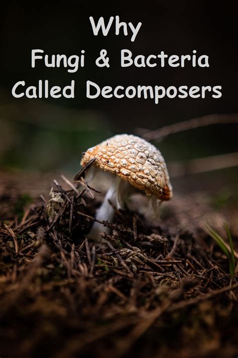 Why Bacteria and Fungi are called Decomposers? - Food Chain and Web
