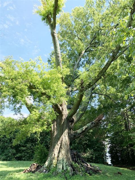 008 Willow Oak - TreesCharlotte